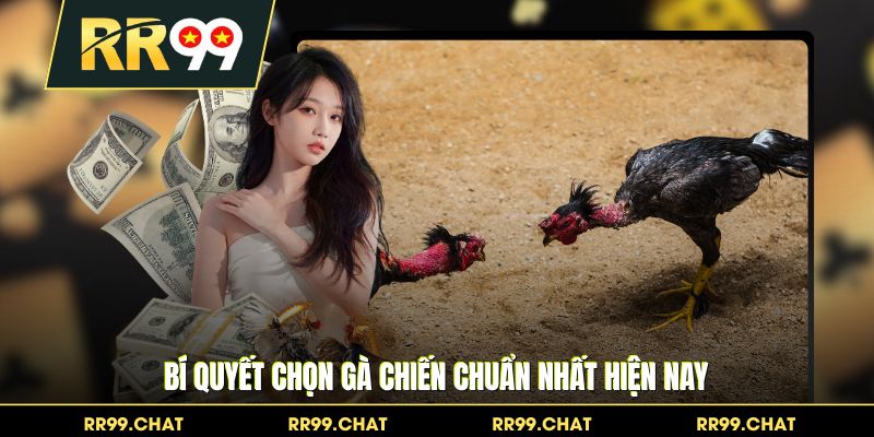 Bí quyết chọn gà chiến chuẩn nhất hiện nay
