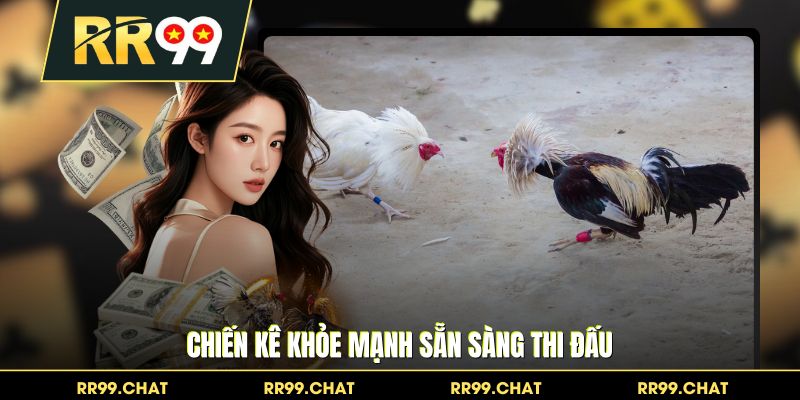 Chiến kê khỏe mạnh sẵn sàng thi đấu