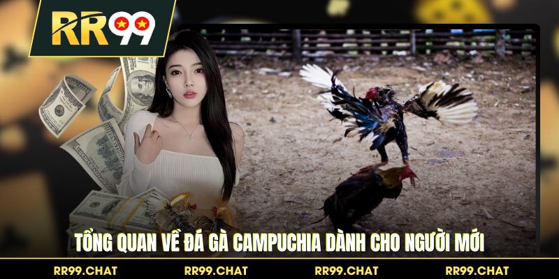 Tổng quan về đá gà Campuchia dành cho người mới